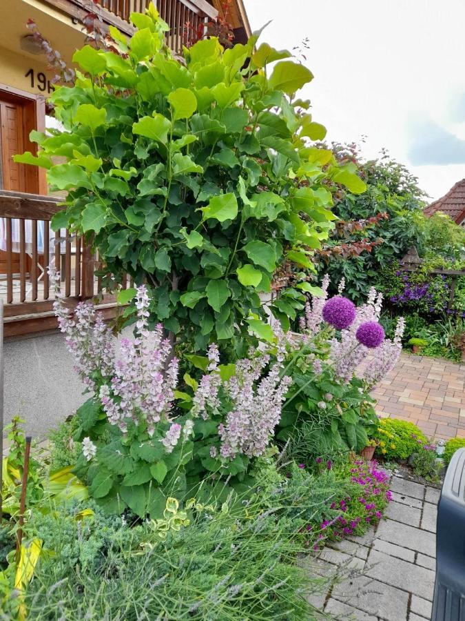 Harmonia Vendeghaz 100 Meterre Az Igali Gyogyfuerdotol Appartement Buitenkant foto